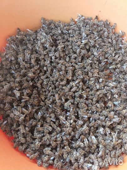 Пчелиный подмор