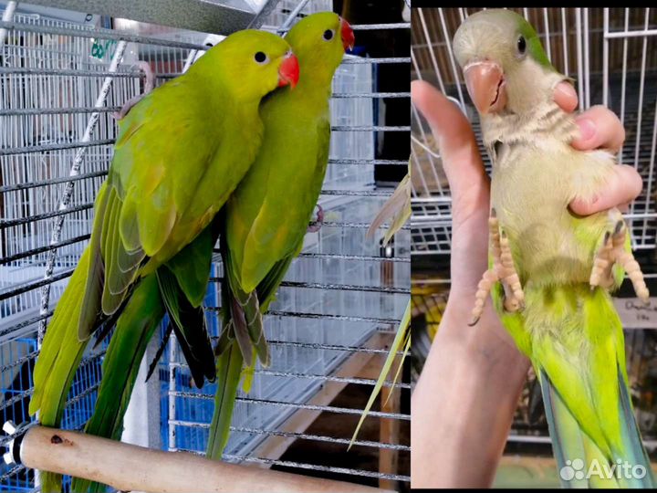 Попугай монах квакер, ожереловые(выкармыши)