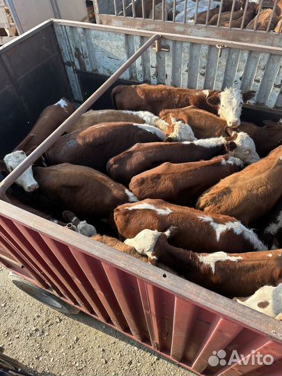 Бычки на откорм
