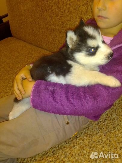 Щенки хаски