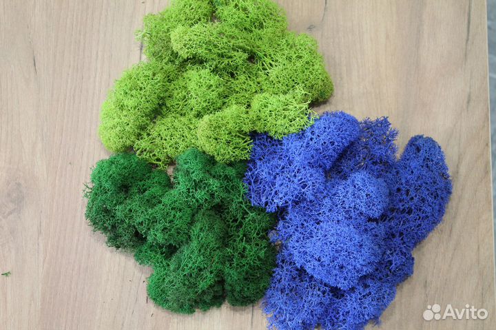 Мох стабилизированный