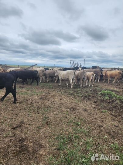 Абердин ангус бычки на племя