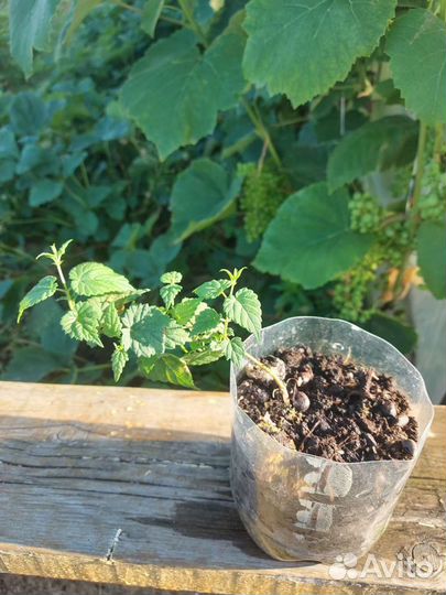 Хмель пивной и многолетние пряные травы. Саженцы