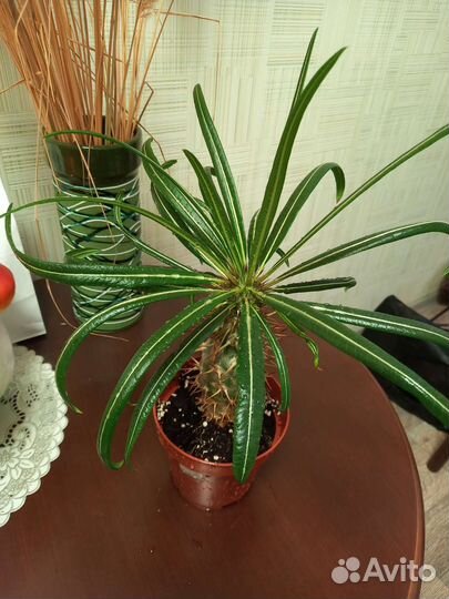 Пахиподиум