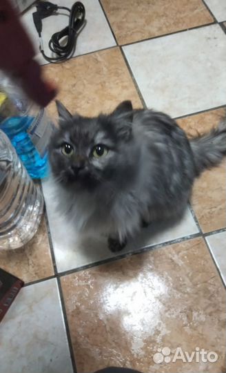 Отдам в добрые руки