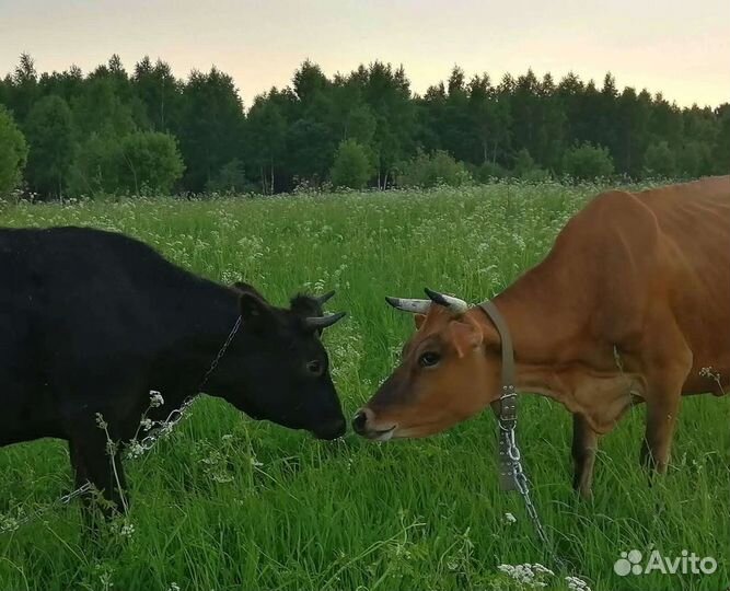 Молоко джерсейских коров