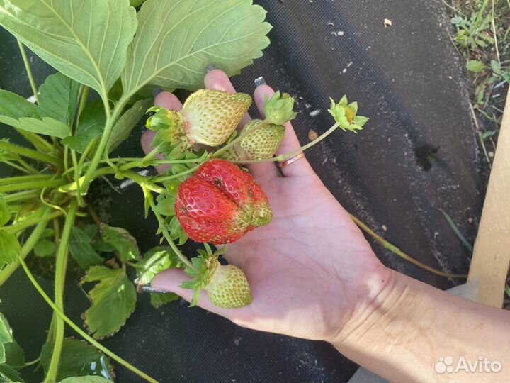 Рассада клубники