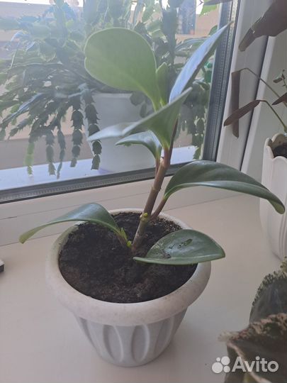 Продам пипиромию