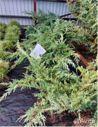 Кедр сибирский ель голубая туя шаровидная можевель