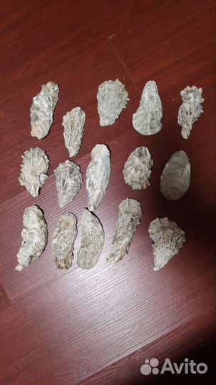 Створки Устриц раковины