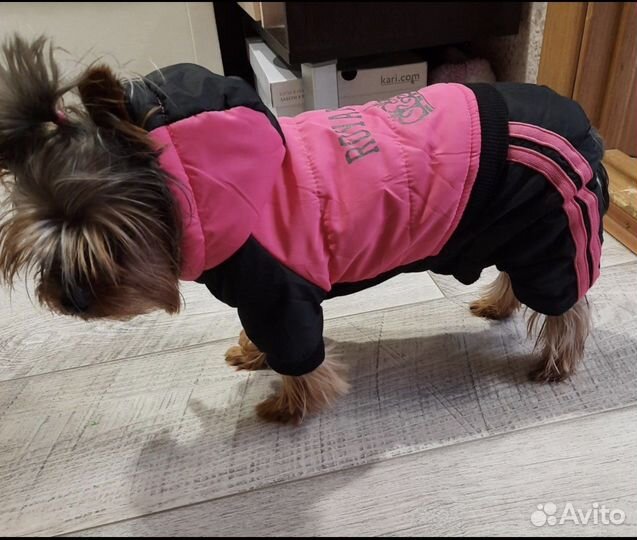 Темплый комбинезон для собаки девочки Royal dog xs