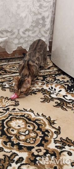 Продам бенгальского котёнка