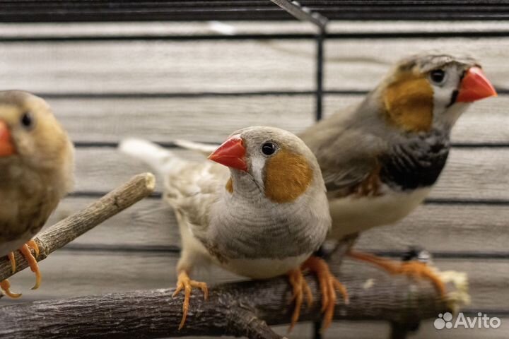 Зебровые амадины