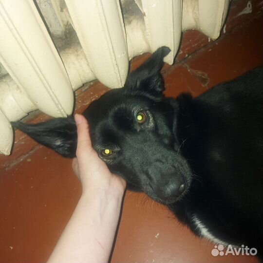 Собака бесплатно в добрые руки
