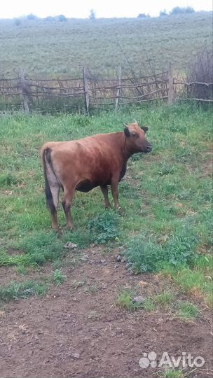 Коровы и быки