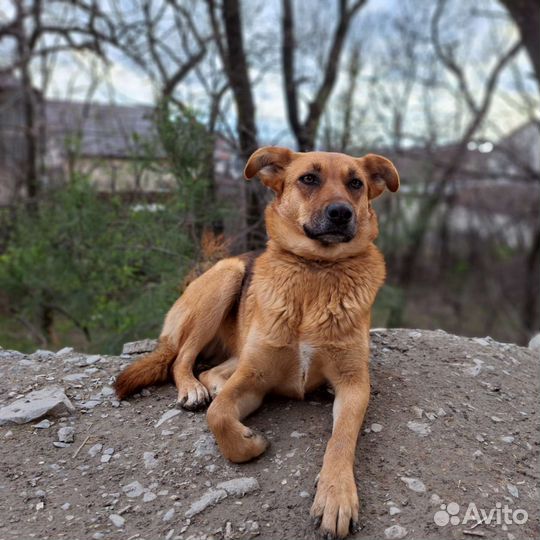 Собака в добрые руки