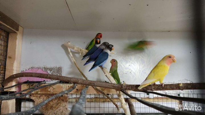 Неразлучники