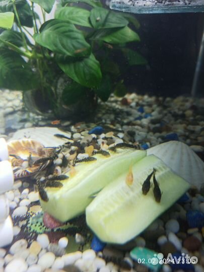 Аквариумные рыбки сомики