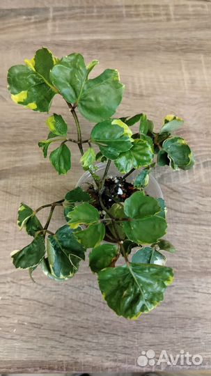 Полисциас Керли