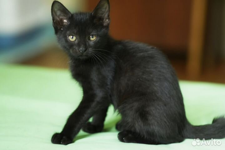 Черный Котенок в добрые руки