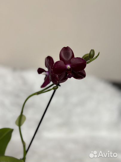 Кожаная орхидея Cogo Relex или Relex deep purple