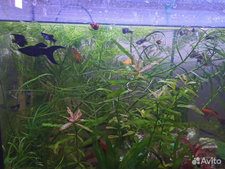 Аквариумные рыбки