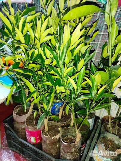 Цитрусовые Мандарин, Кумкват, Апельсин, Лимон