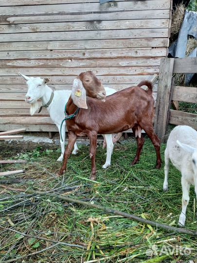 Коза нубийская+камори