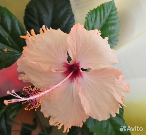 Гибискусы сортовые срез