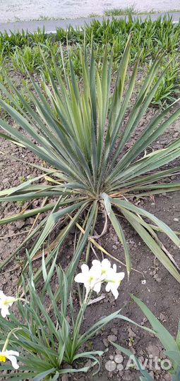 Гибискус древовидный, Юка, колокольчик