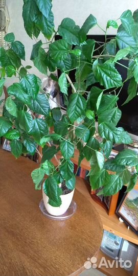 Гибискус китайская роза 10 лет