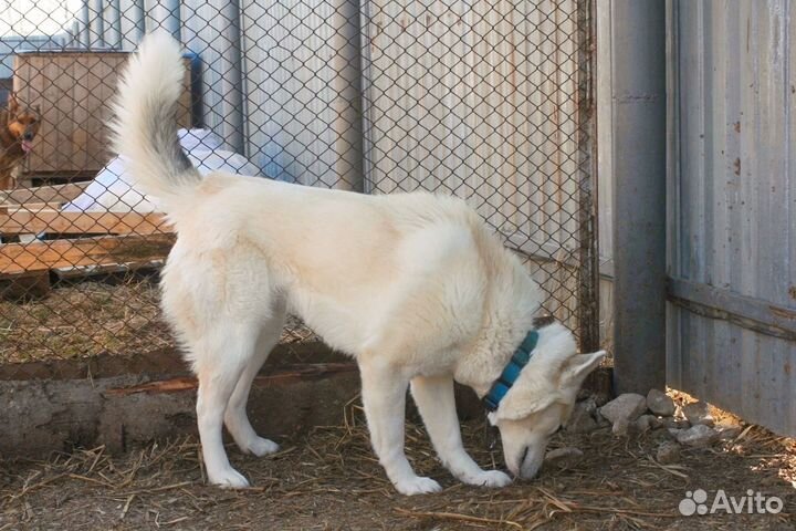 Белоснежная хаски друг