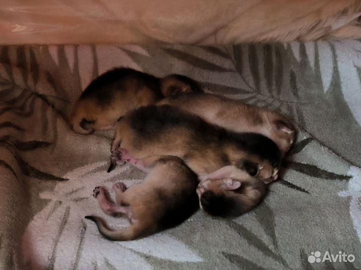 Абиссинские котята