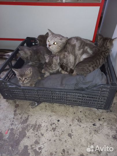 Шотландская прямоухая кошка