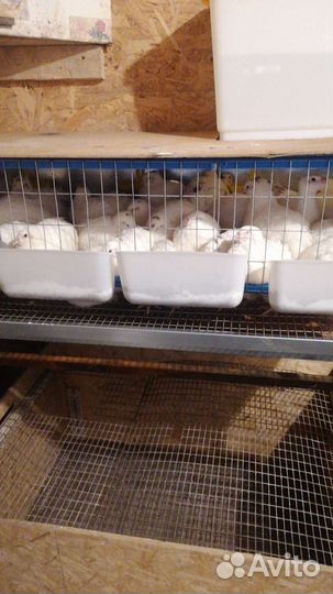 Инкубационное яйцо перепелов