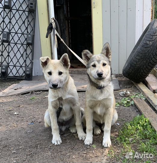 Девочка метис лайки 3,5 месяца