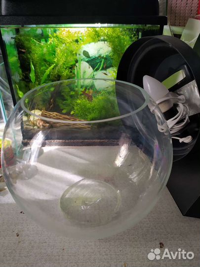 Аквариум