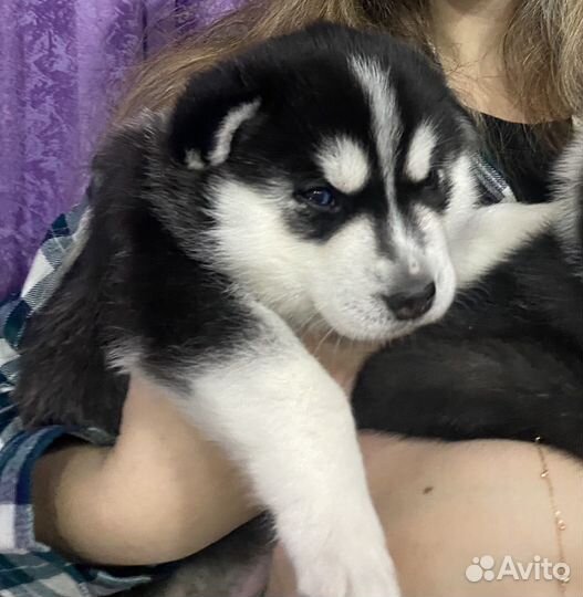 Щенки сибирской хаски мальчик и две девочки