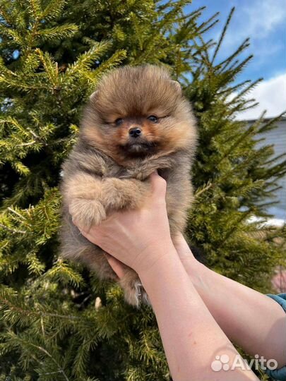 Померанский шпиц