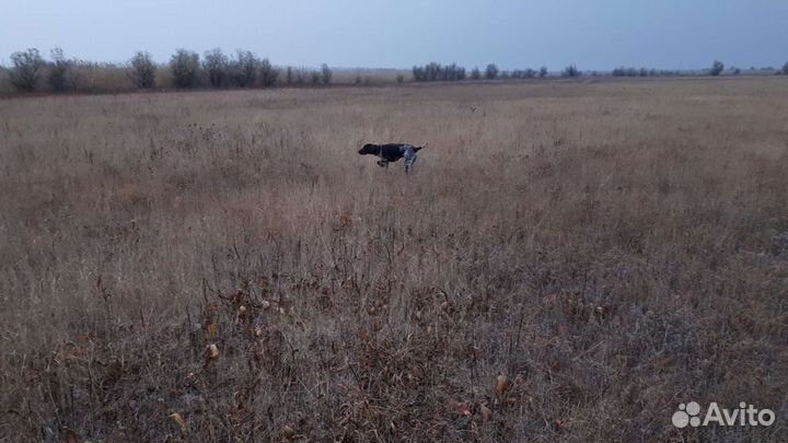 Курцхаар вязка