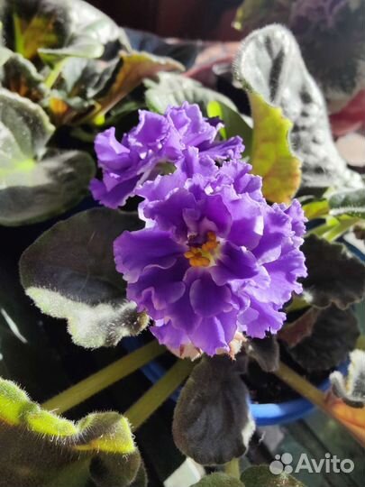 Цветущие фиалки