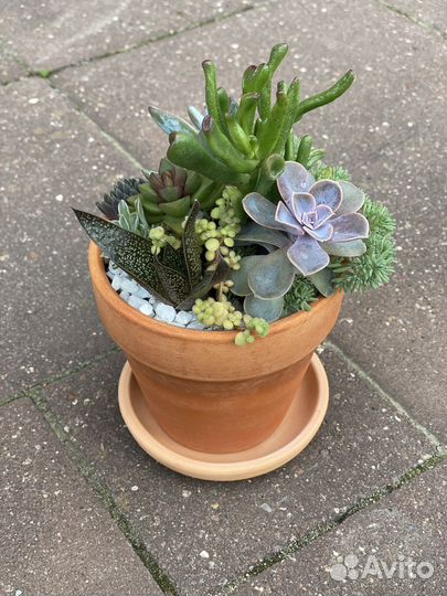 Флорариум, суккуленты