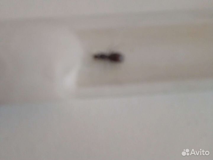 Продаю чорных садовых муравёв(lasius niger