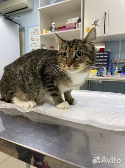 Кошка Фаня в добрые руки