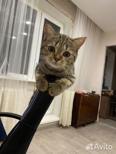 Кошечка красавица