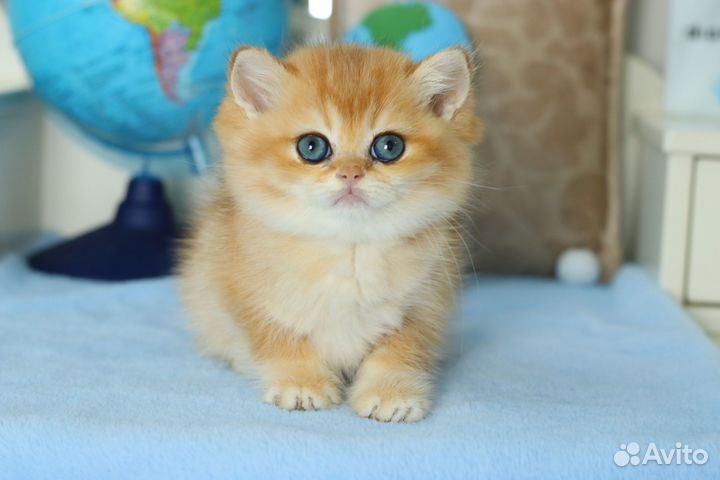 Кошка золотая шиншилла