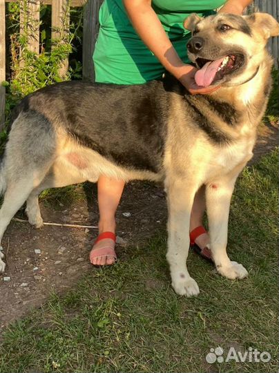 Крупный охранник