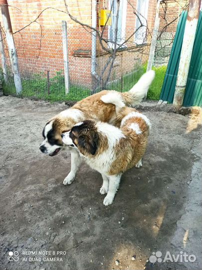 Московская сторожевая