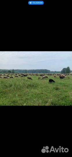 Продаем овец баранов и овце-маток 1000+ голов