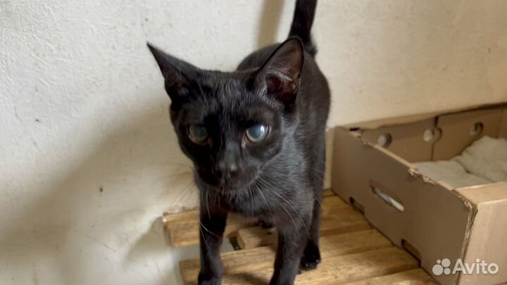 Котики в добрые руки